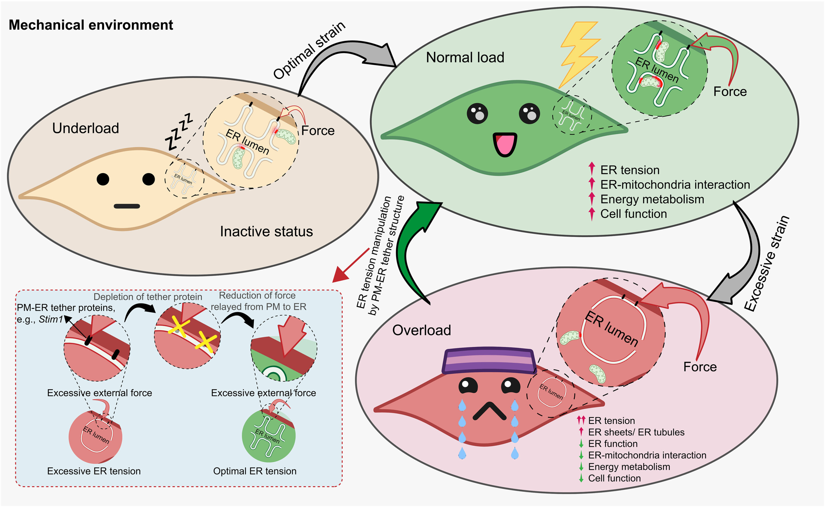 Featured image for Exercise Activates Cellular Energy Pathways