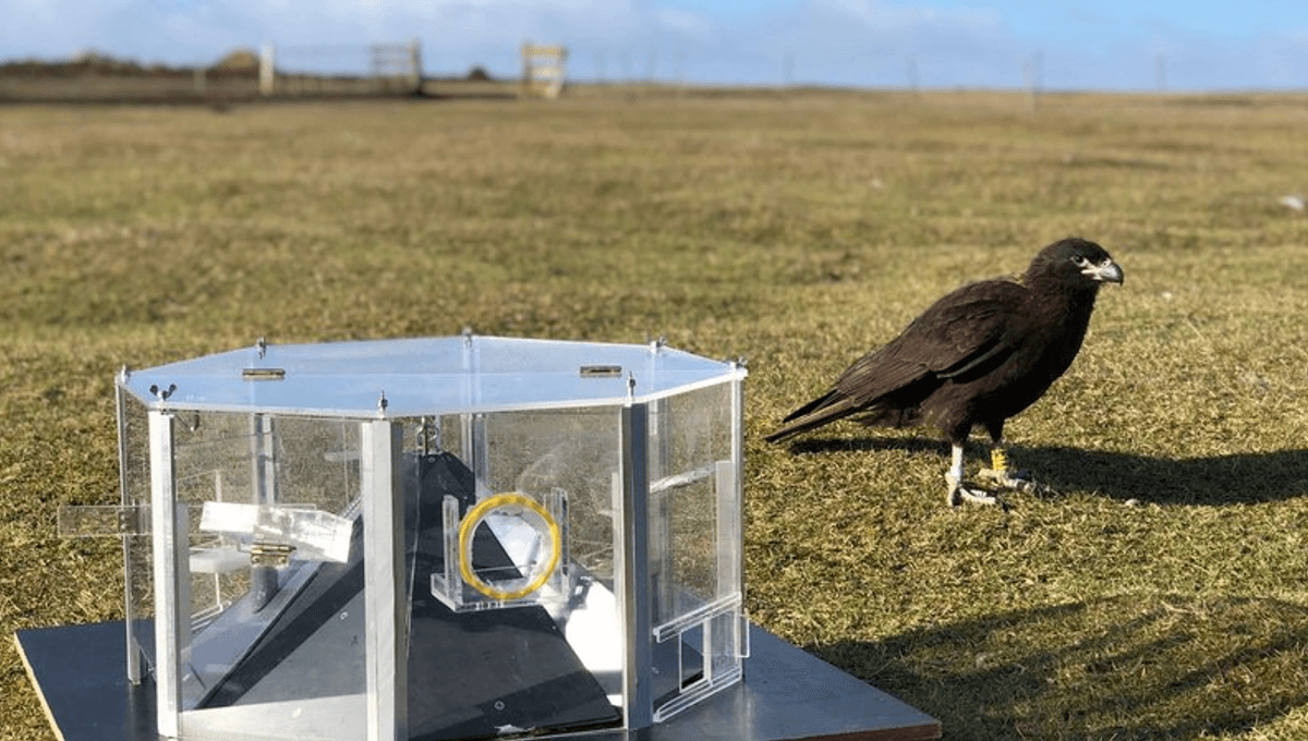 Featured image for Falkland Falcons Redefine Bird Intelligence and Curiosity
