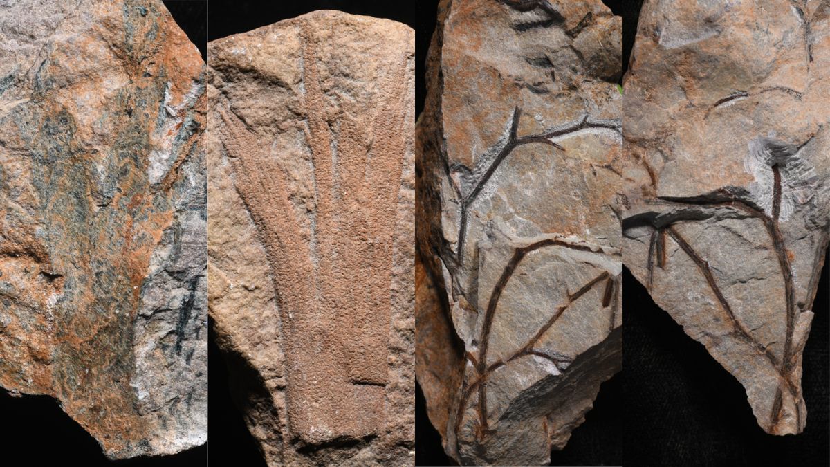 Featured image for "UK Unearths Oldest Fossilized Forest at 390 Million Years Old"