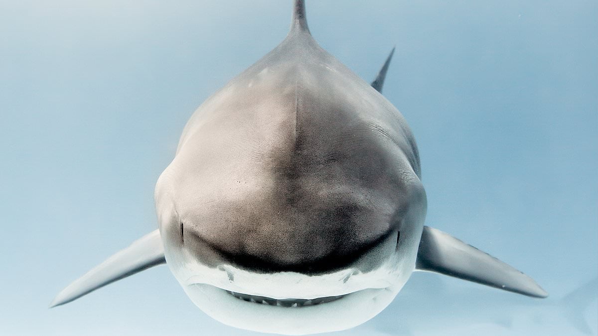 Featured image for Survivor's Unbreakable Spirit: Conquering Fear and Defying Odds After a Shark Attack