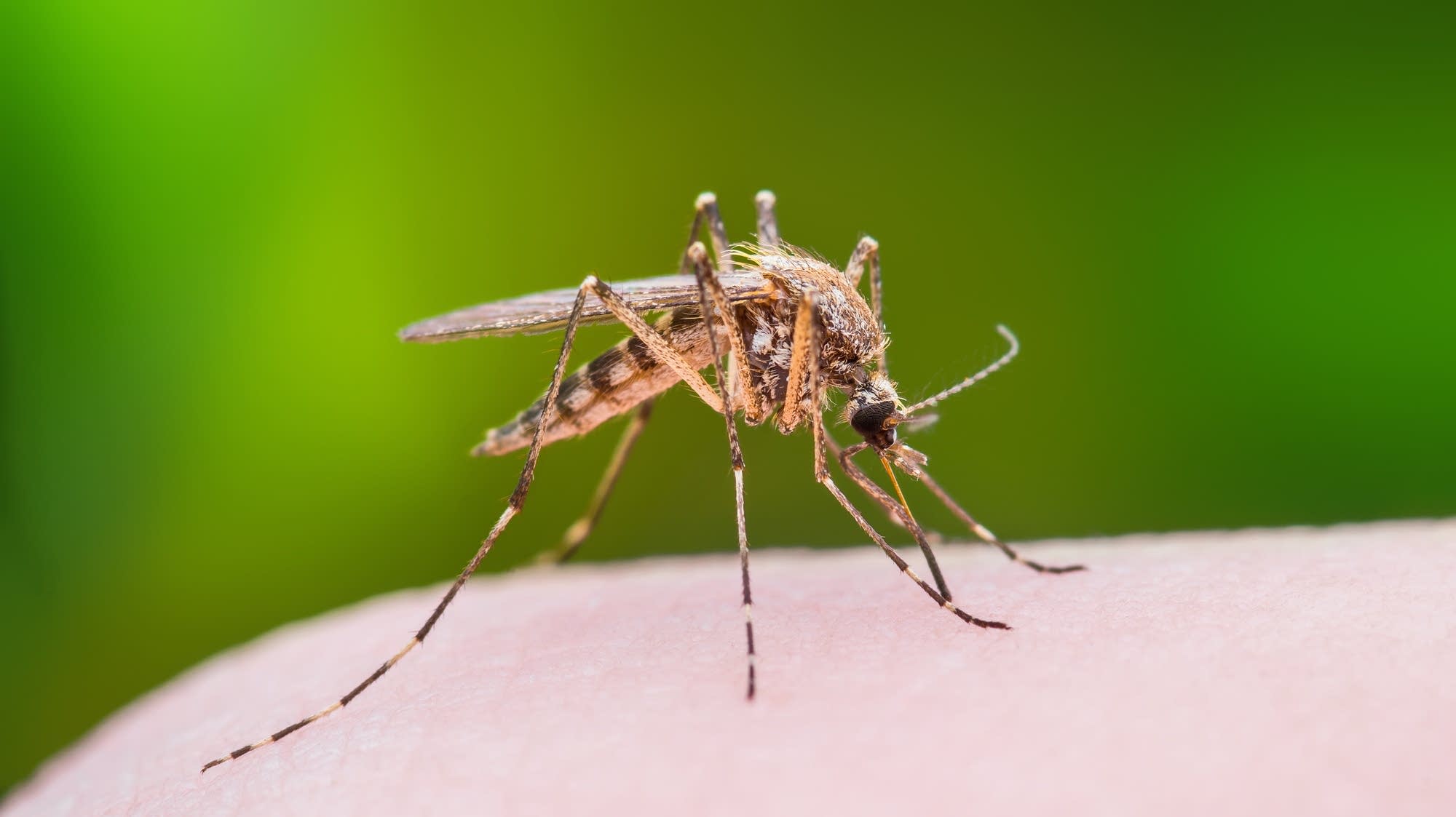 West Nile Virus Surges in Twin Cities and Minnesota Mosquitoes