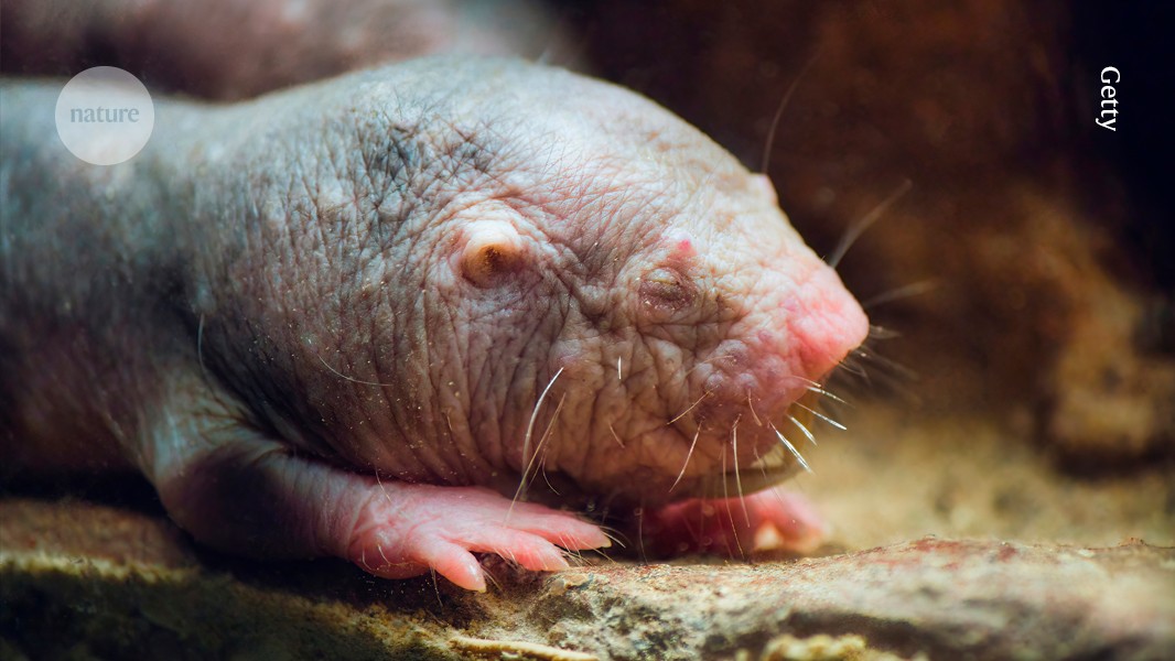 Featured image for Genetic Secrets of Naked Mole Rats' Longevity Unveiled