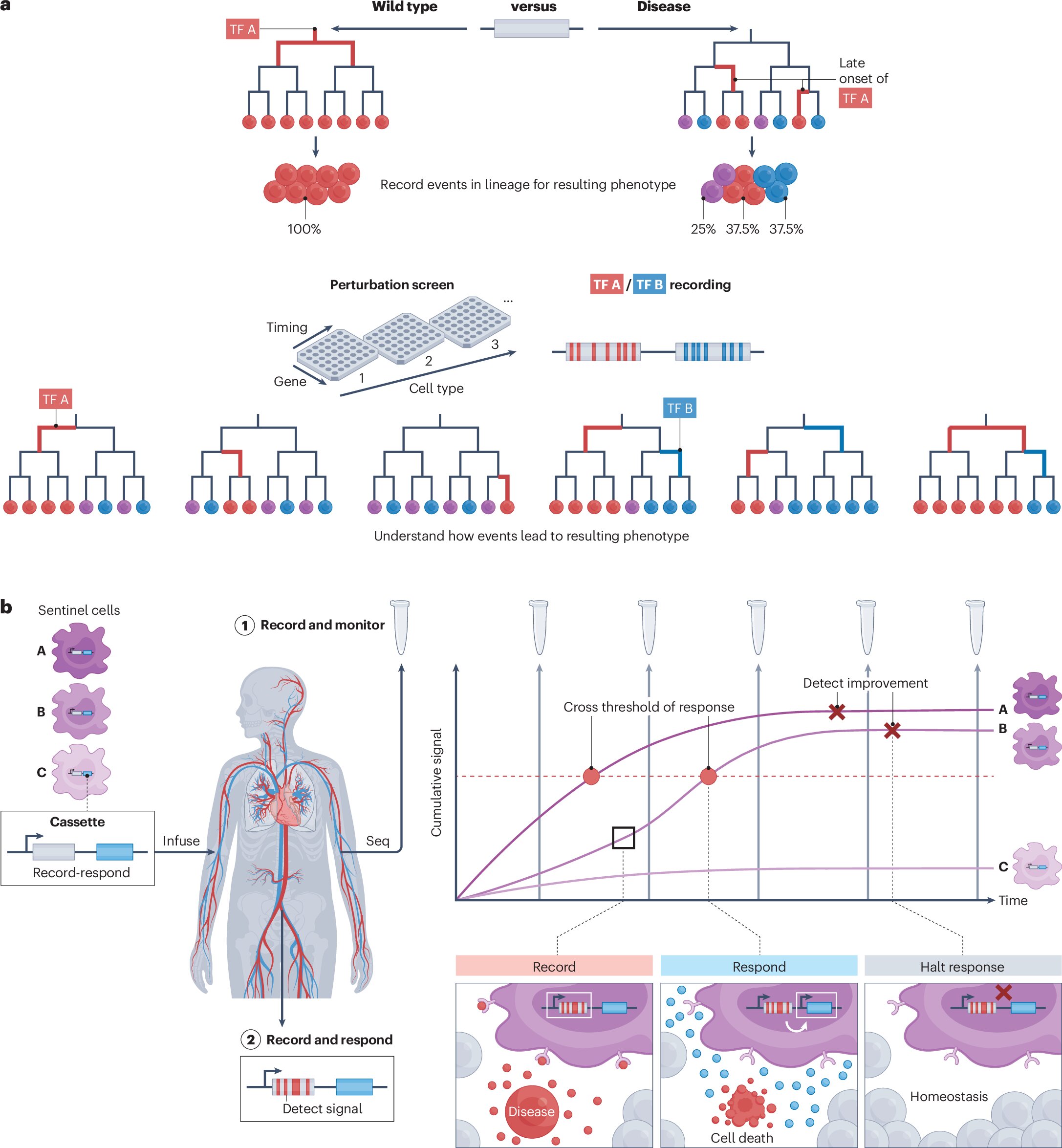Genetically Engineered Cells: Recording Their Own Histories for Better Diagnostics