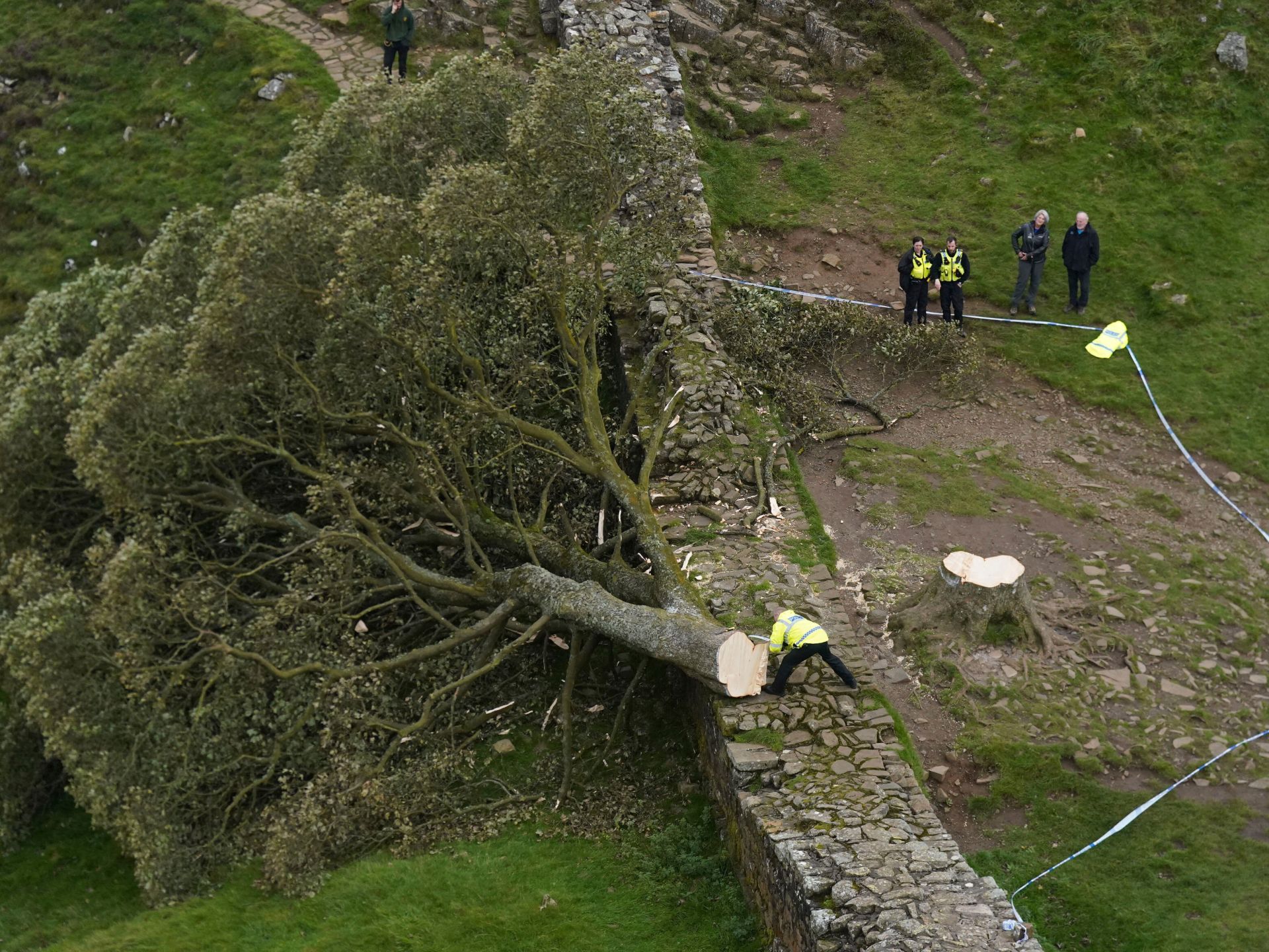 Featured image for 16-year-old arrested for felling iconic Sycamore Gap tree in deliberate act of vandalism