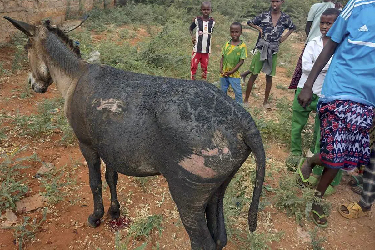 Featured image for Explosive-laden donkey cart kills police officer and injures 4 in Kenya