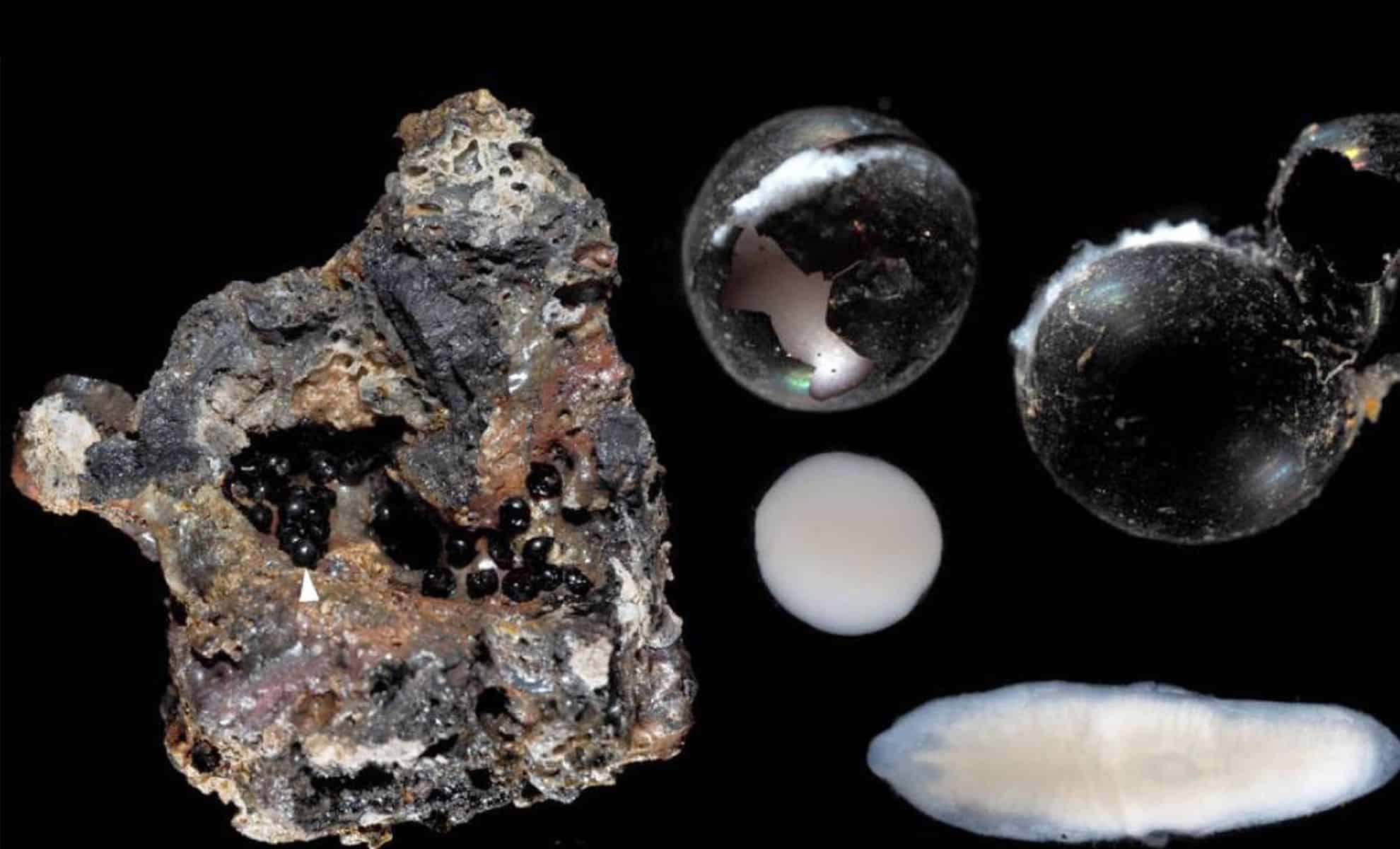 Featured image for Deep Pacific Black Eggs Uncover Shocking Secrets