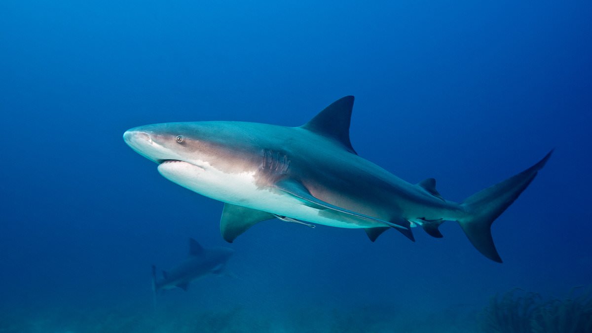 10-year-old American boy bitten by shark during Bahamas 'Shark Tank' expedition