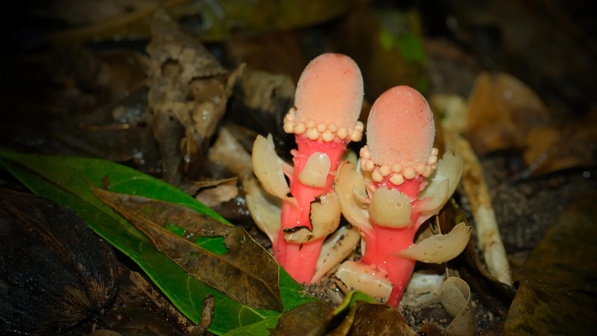 Featured image for Balanophora: The Bizarre Parasitic Plant That Defies Nature