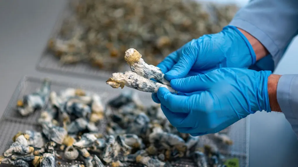 Featured image for Single Dose of Magic Mushrooms Offers Long-Term Depression Relief