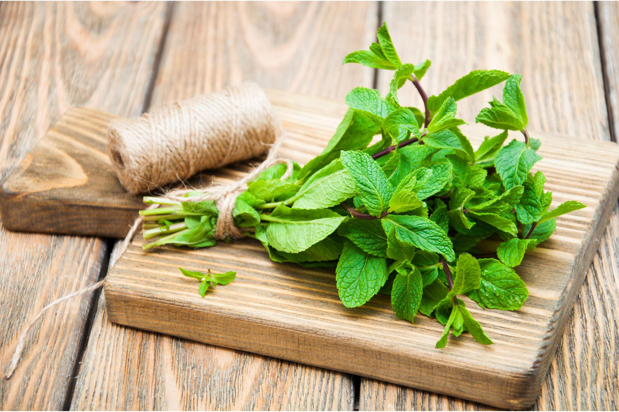 Featured image for Reviving Ancient Plant Family for Modern Medicine