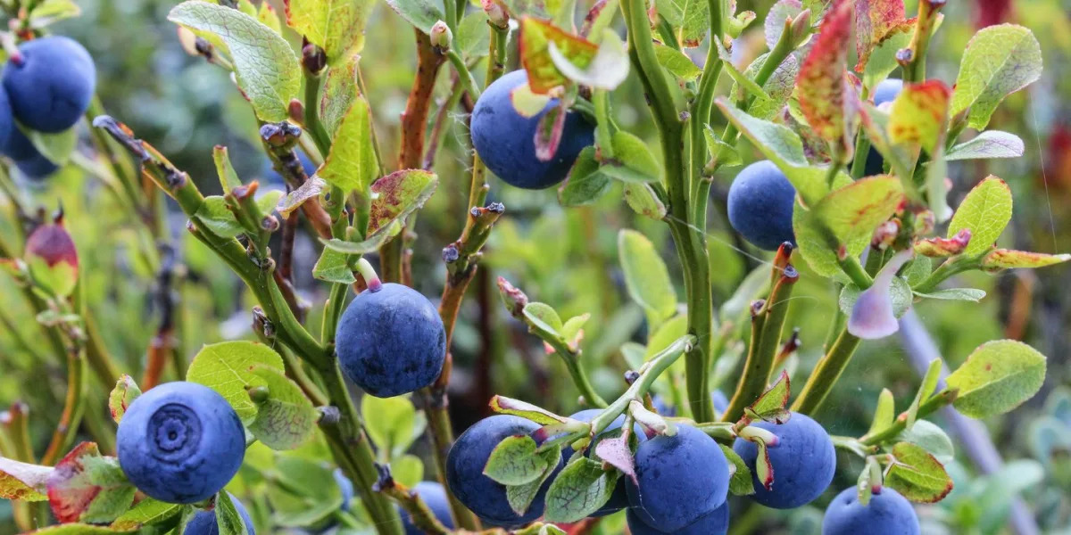 Featured image for "Expert Tips for Growing Blueberries at Home"
