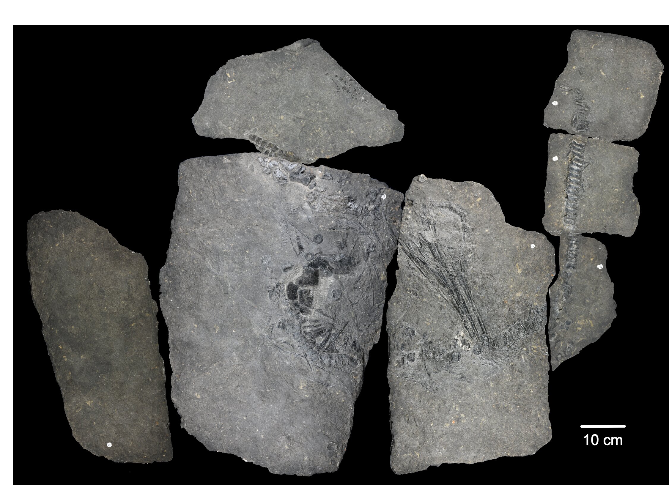 Featured image for Mystery ancient marine reptile from Svalbard identified through X-ray analysis.