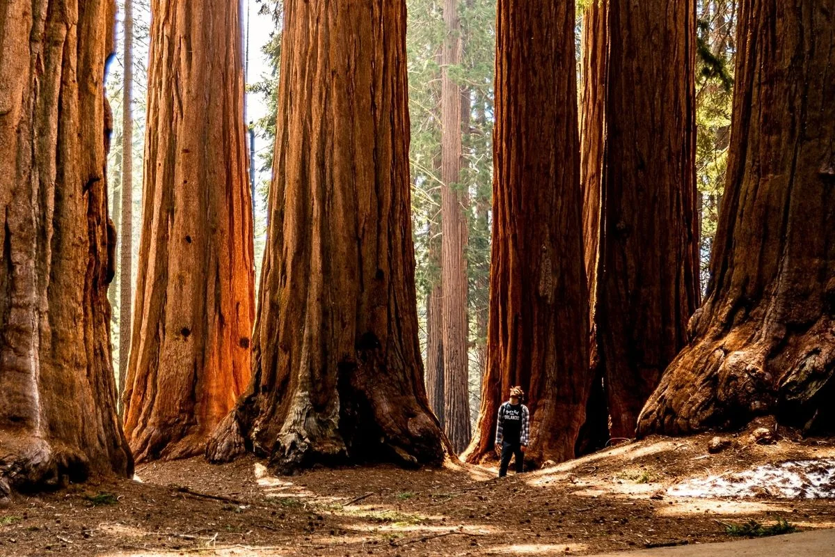 Earth's Giants: A Photo Tour of the World's Monumental Trees