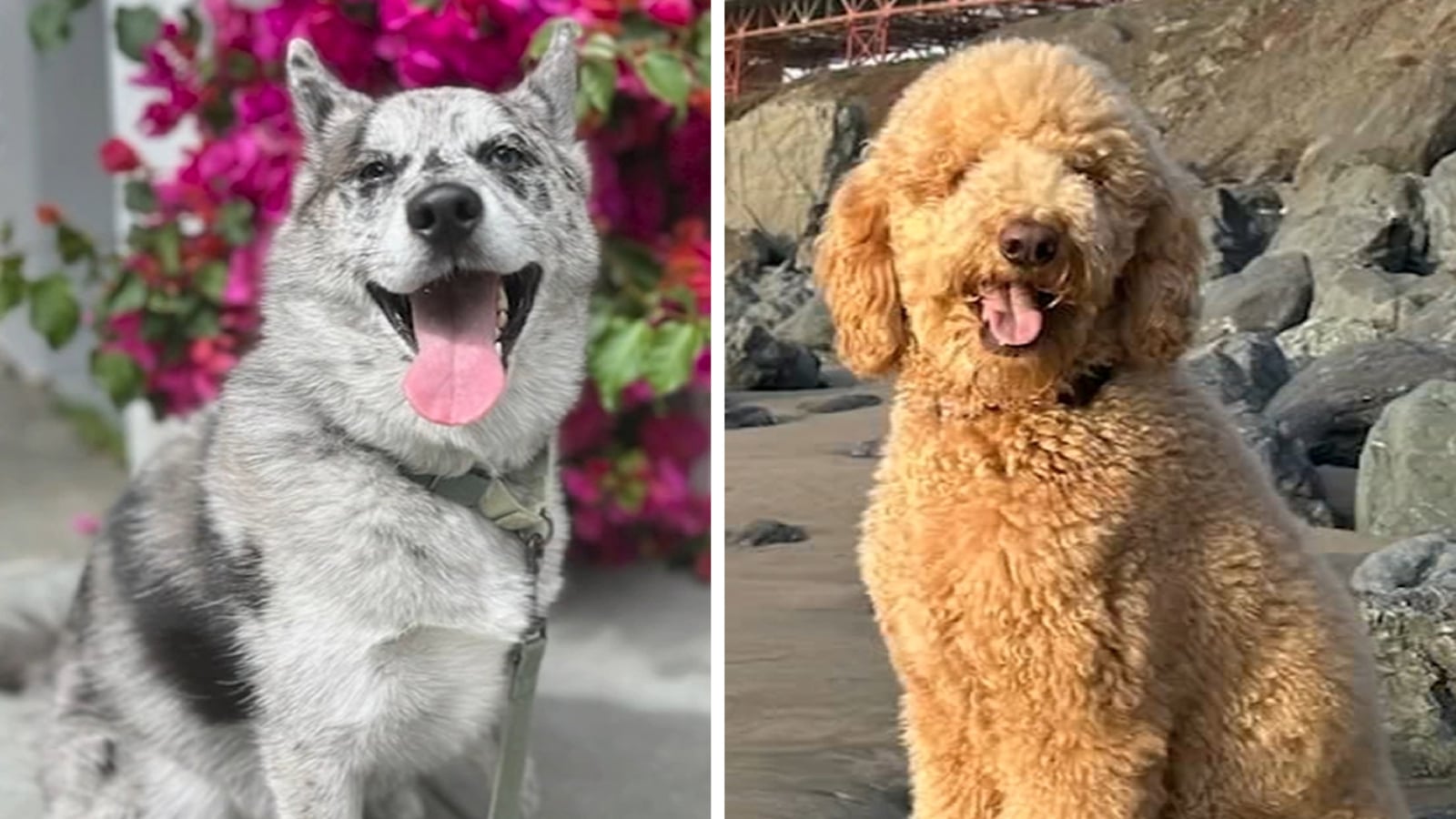 Featured image for San Francisco Police Investigate Pet Sitter Over Dog Abuse Reports