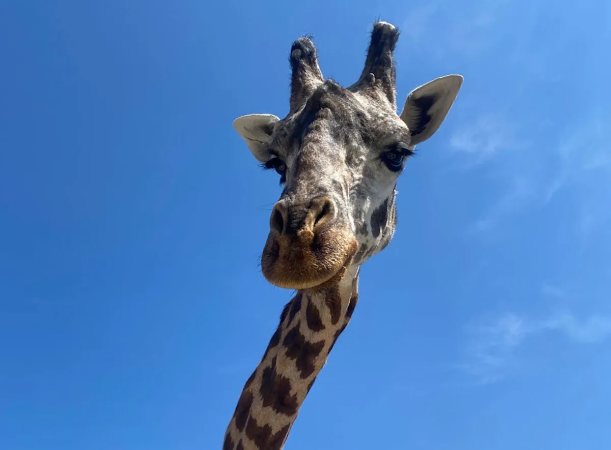 Featured image for Toronto Zoo's Giraffe Kiko Dies in Tragic Incident