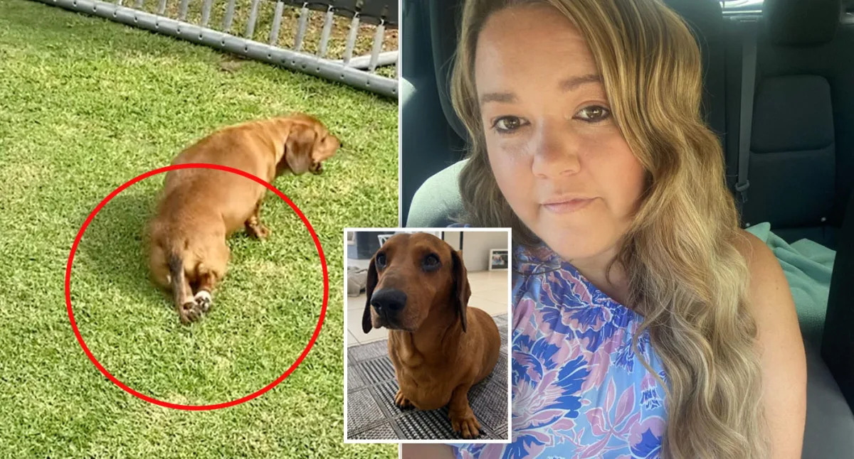 Featured image for "Paralysed Sausage Dog Receives Life-Changing Treatment"