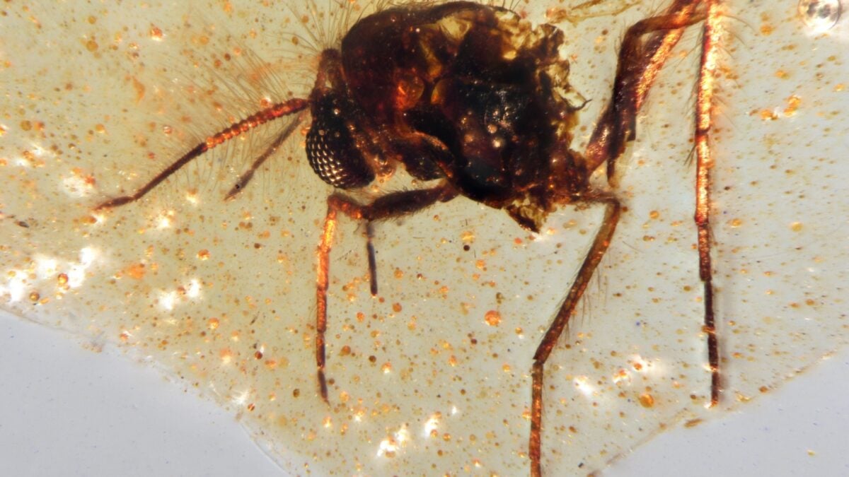 Featured image for Ancient Amazon Ecosystem Revealed by 112-Million-Year-Old Amber Finds