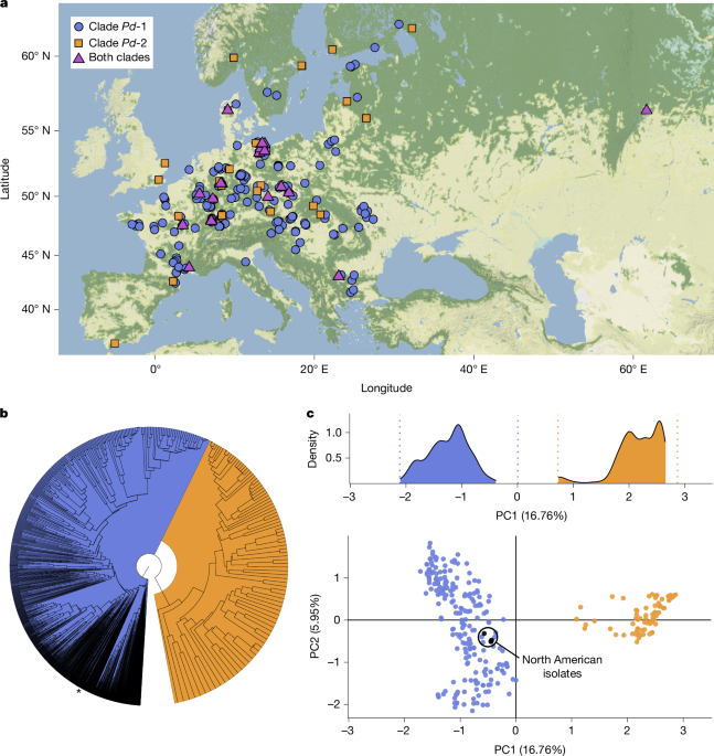 Featured image for Fungal Species Causing White-Nose Disease in Bats and Its Impact