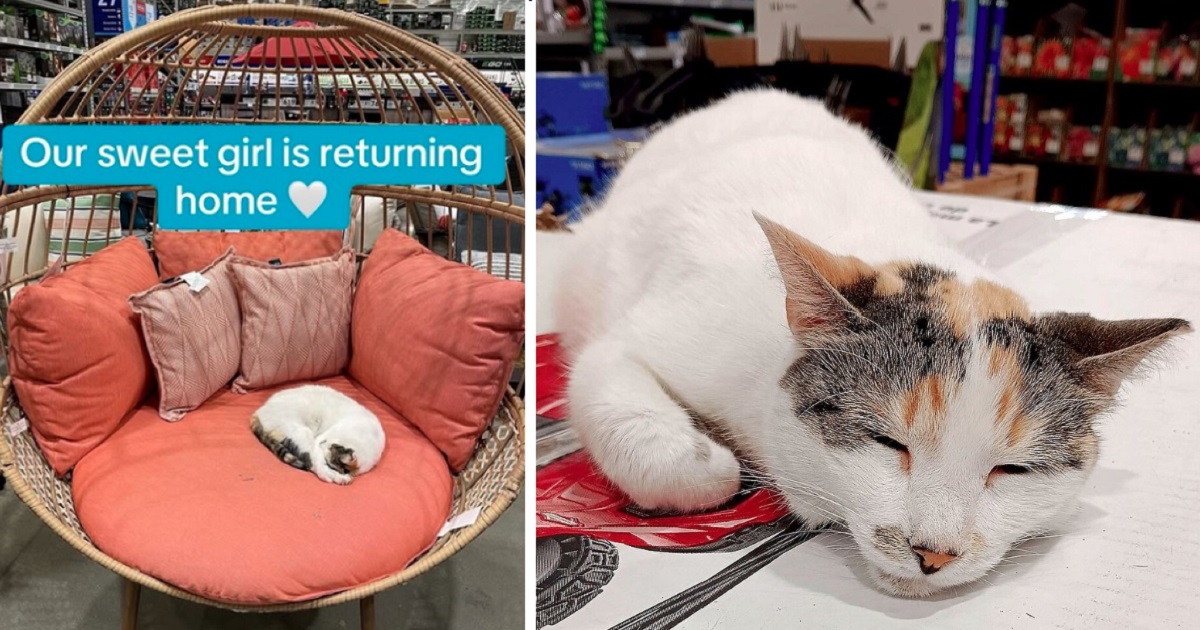 Featured image for Lowe’s Cat Francine Returns Home After 8-Year Vanishing