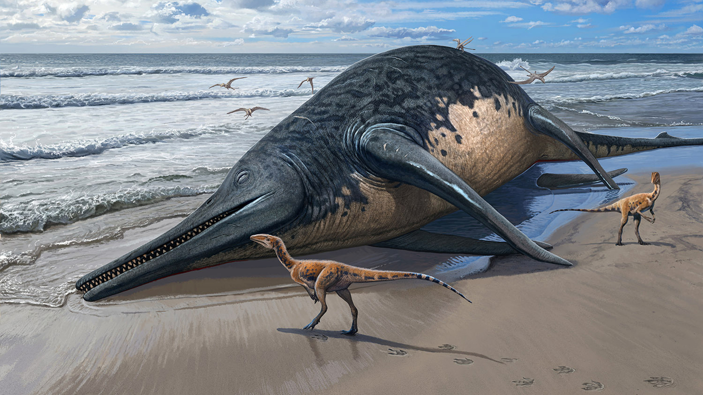 Featured image for "11-Year-Old's Discovery Unearths Largest Marine Reptile Fossil"