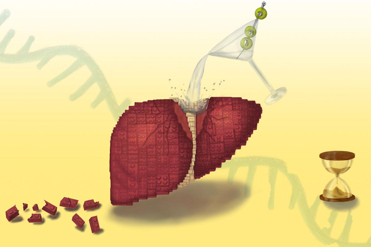 Featured image for Scientists Uncover Why Alcohol Hinders Liver Regeneration Post-Quitting