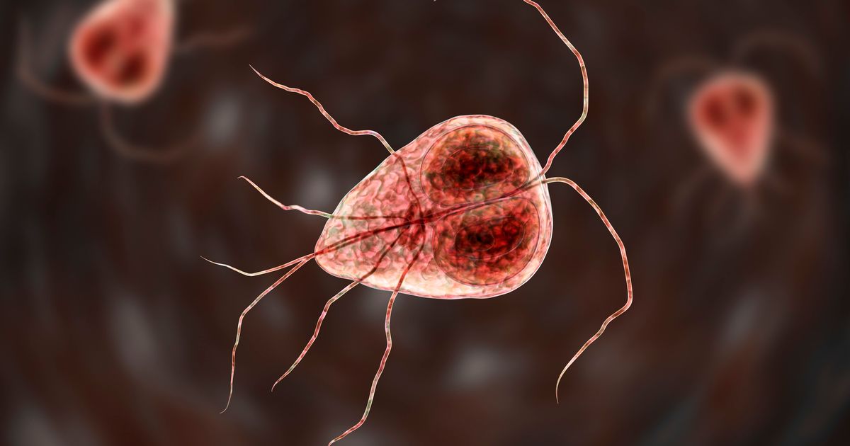 Featured image for "Dog Owners Alerted to Human-Transmissible Parasitic Infection"