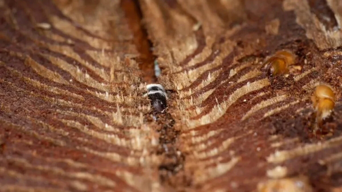 Featured image for Fungi Neutralize Bark Beetle Chemical Defenses in Trees