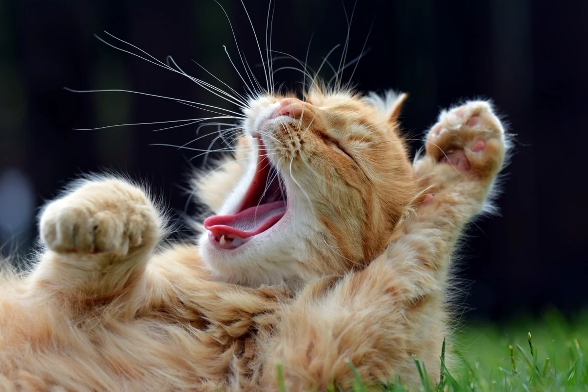 Yawns Rewire Brain Fluids, Boost Blood Flow in Surprising Way