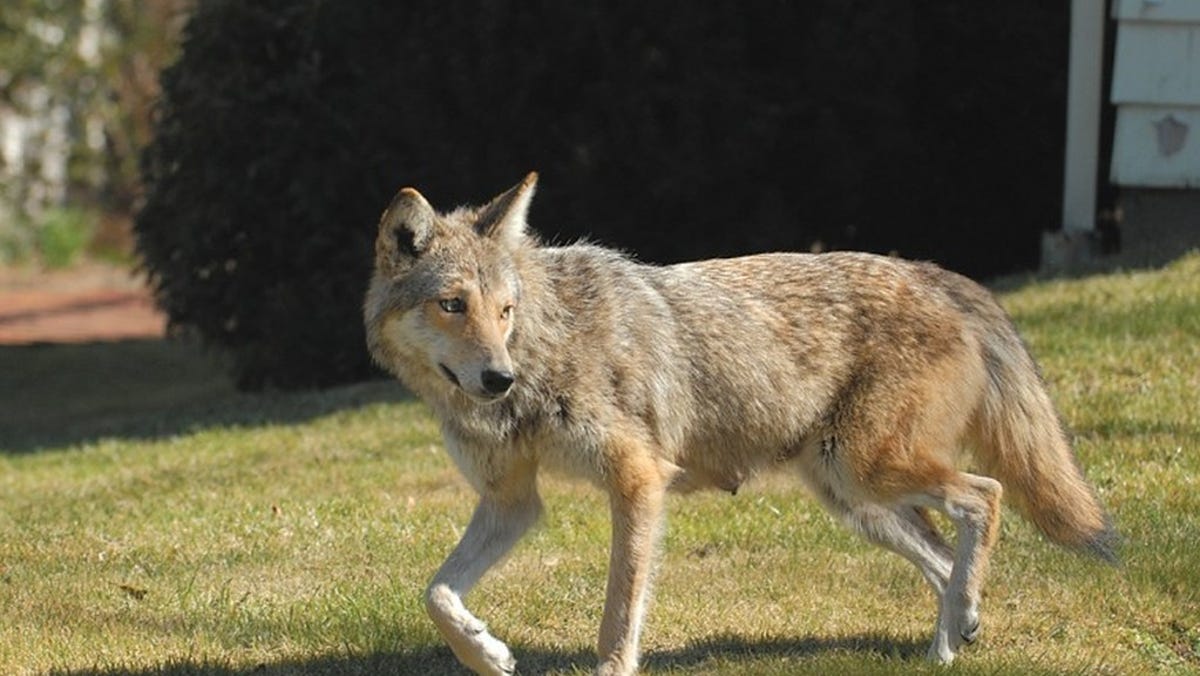 Rabid Coyote Attacks Prompt Caution in Rhode Island