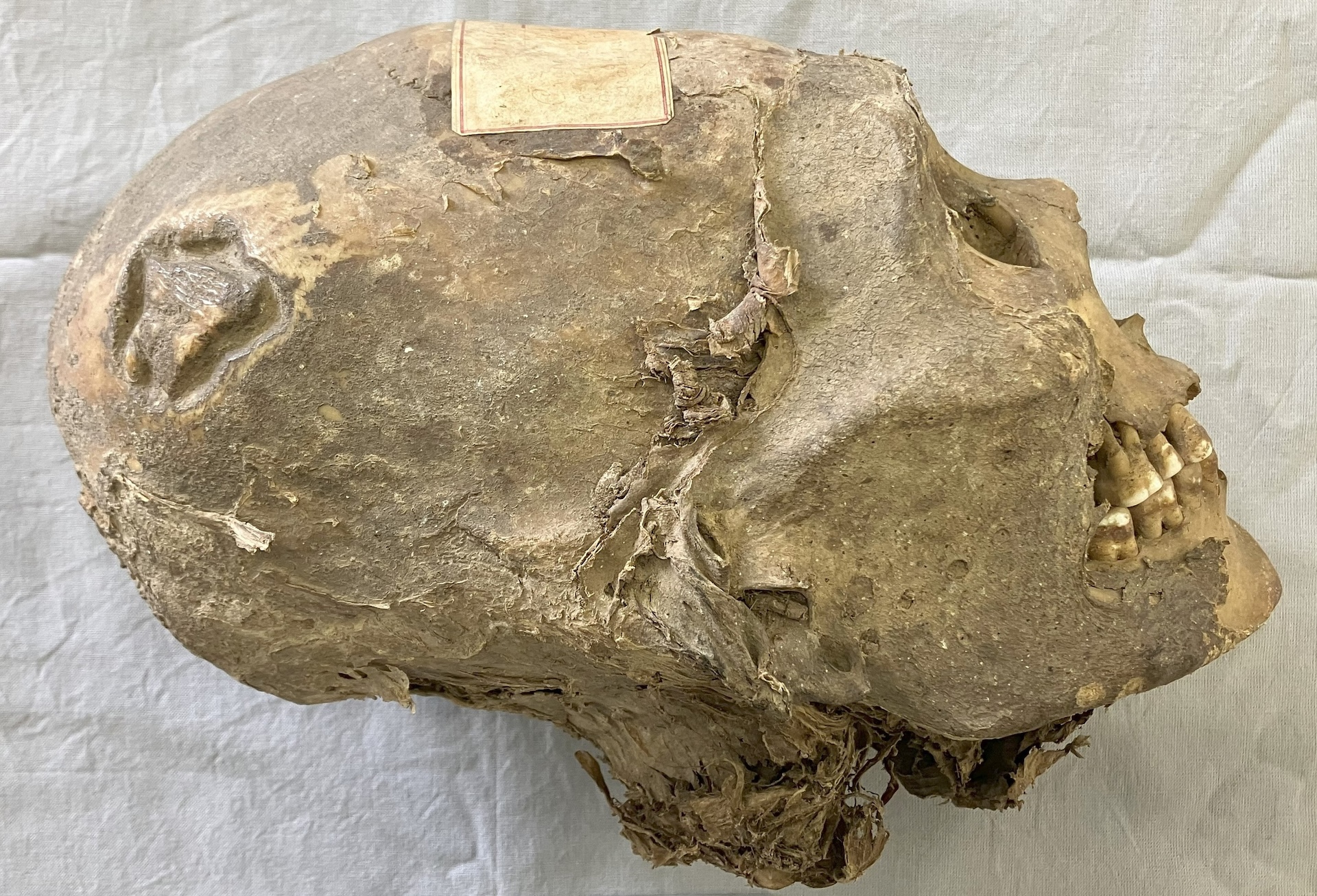 Featured image for Bolivian Mummified Head Reveals Unexpected Secrets