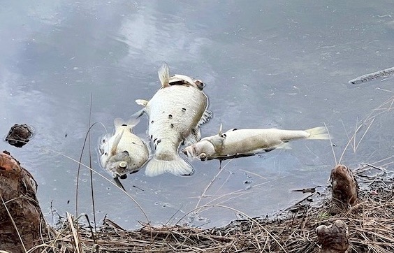 Featured image for "Weather Shifts Blamed for Fish Die-Off"