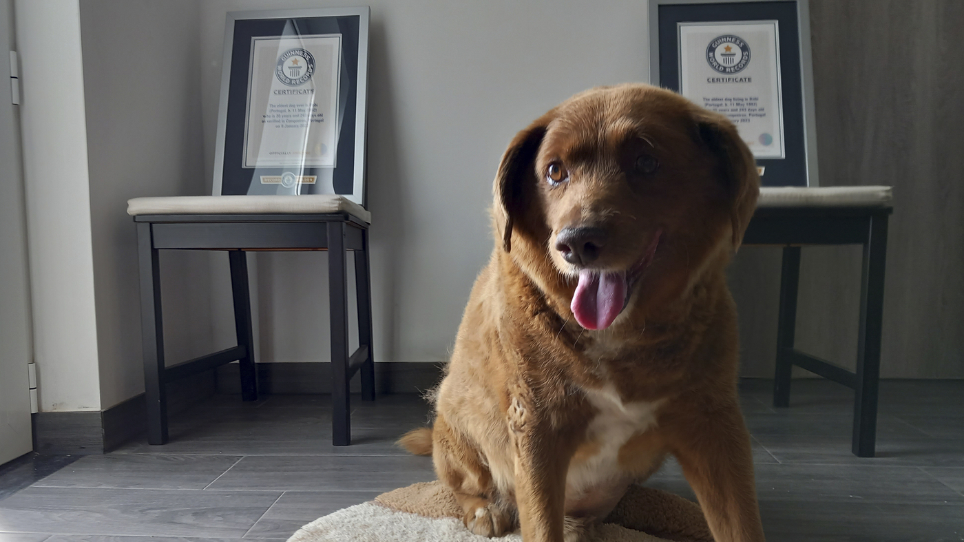 Featured image for "Guinness World Records Strips Bobi of 'Oldest Dog Ever' Title"