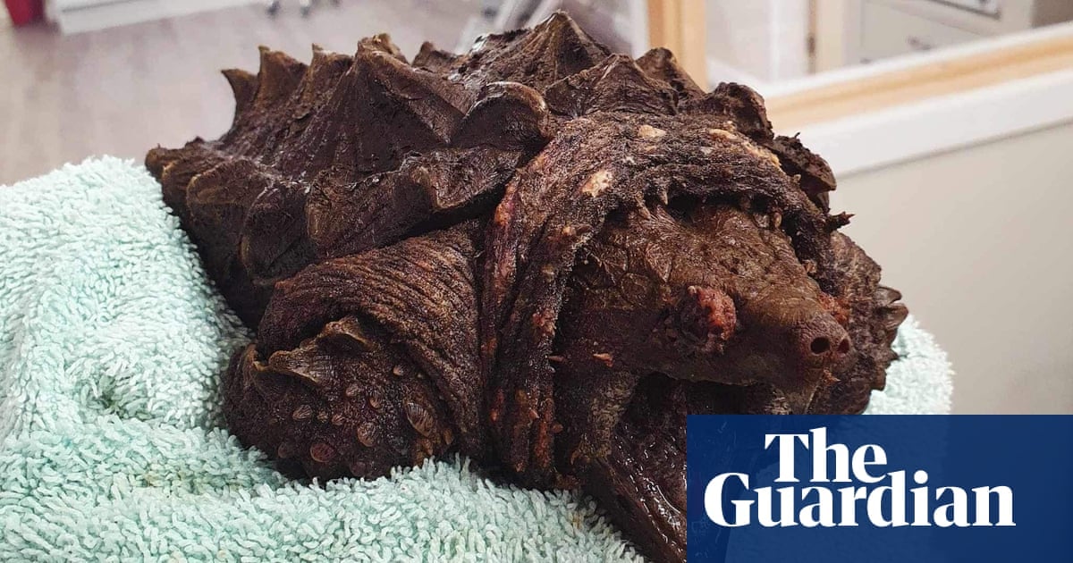 Featured image for "Rare Invasive Alligator Snapping Turtle 'Fluffy' Discovered in Cumbrian Tarn"