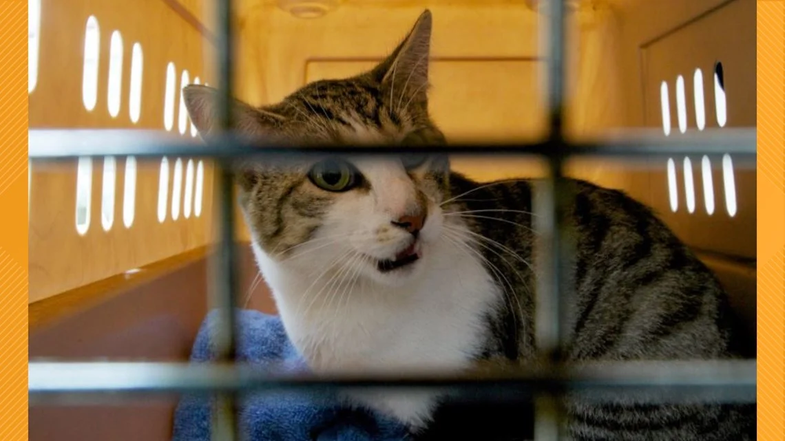 Jacksonville fights rising feline panleukopenia; vaccines urged