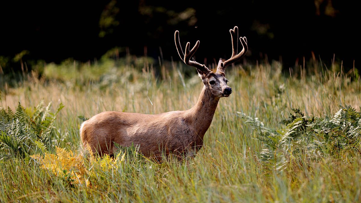 Featured image for "Rising Concerns as Zombie Deer Disease Spreads to Humans in American Forests"