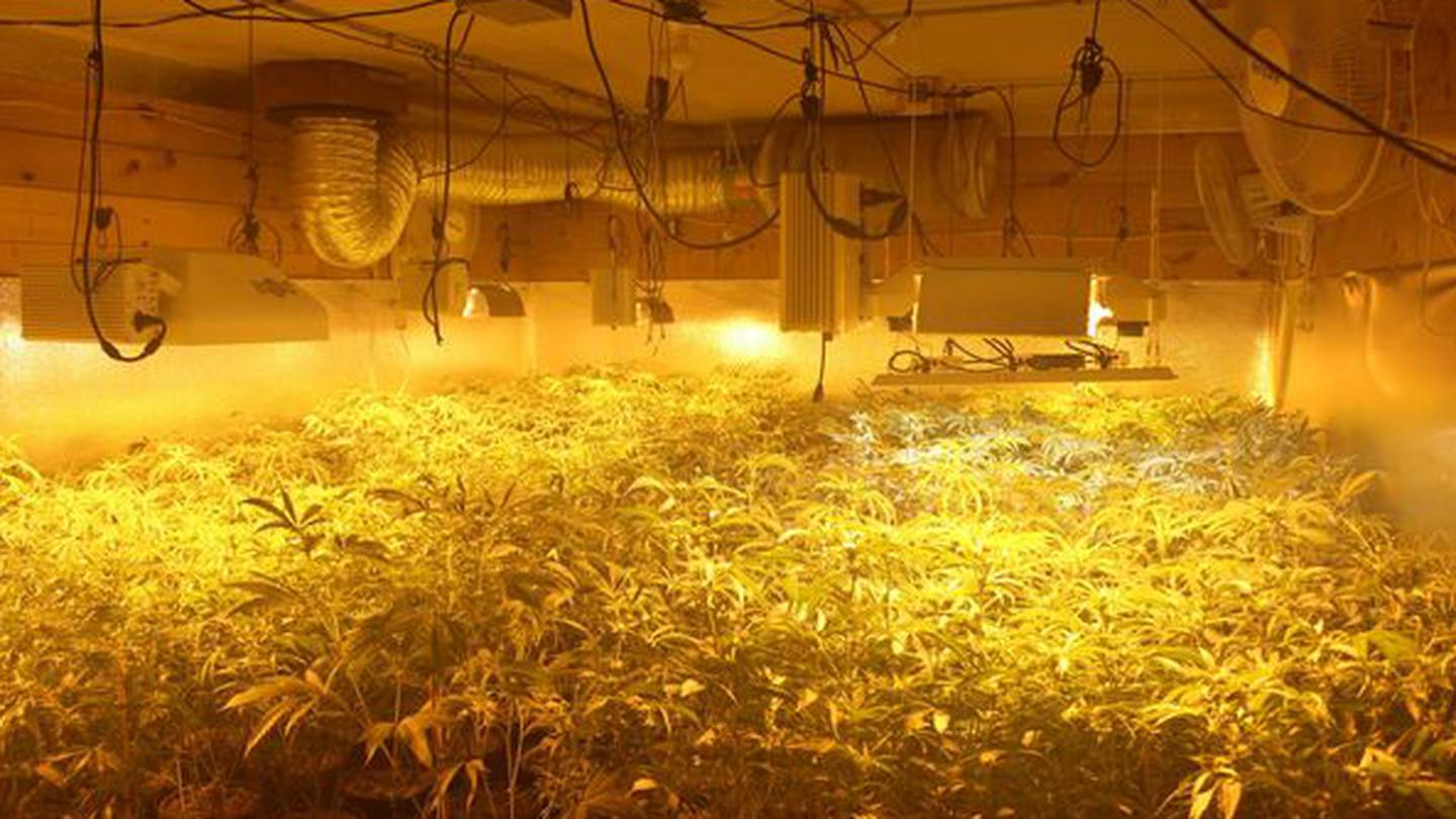 "Maine Sheriff Seizes Thousands of Marijuana Plants from Massachusetts Resident's Home"