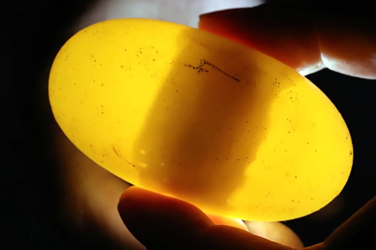 Female Crocodile in Costa Rica Has First-Ever Recorded Virgin Birth
