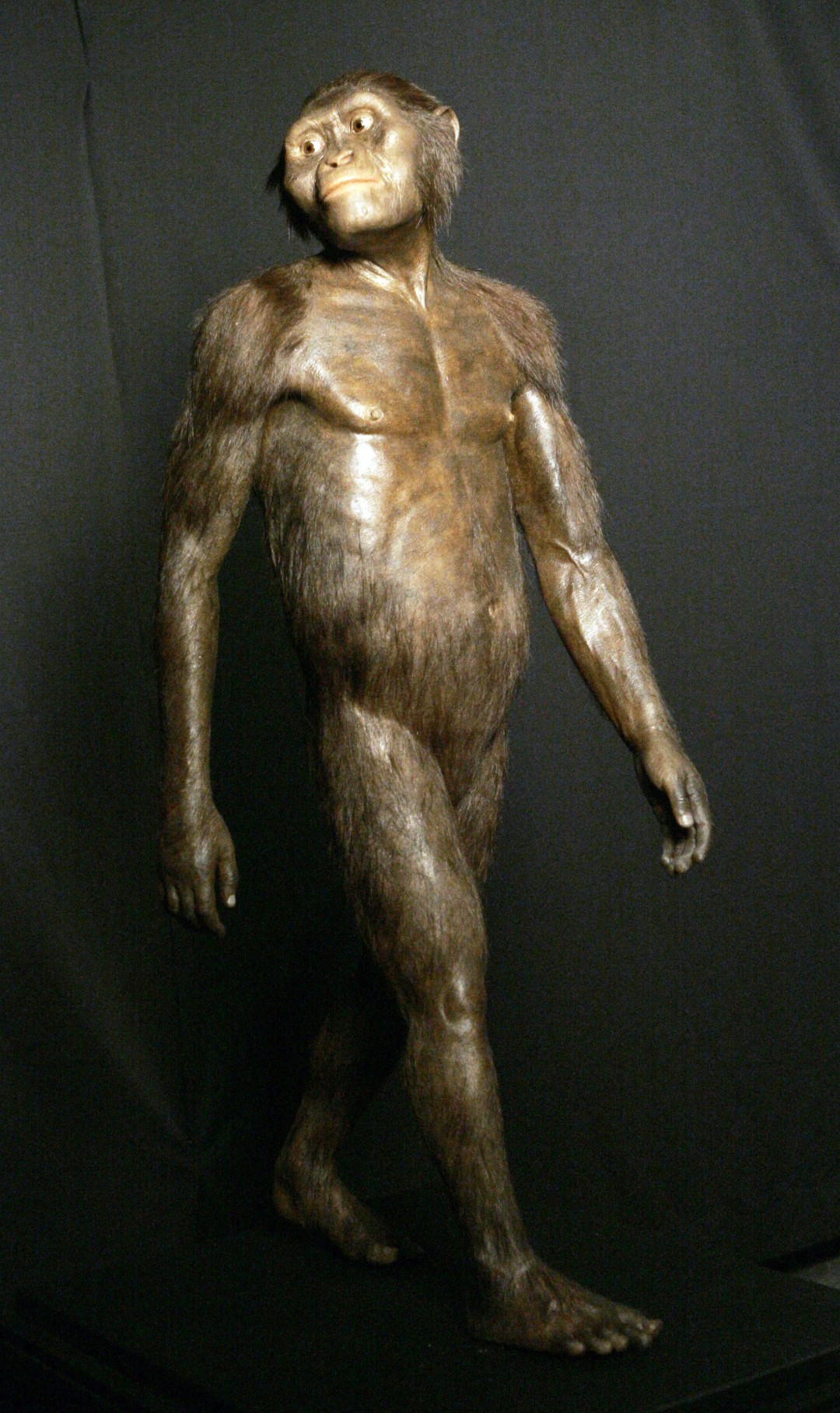Featured image for Lucy, the Super Buff Ancestor Who Walked Upright Like Us