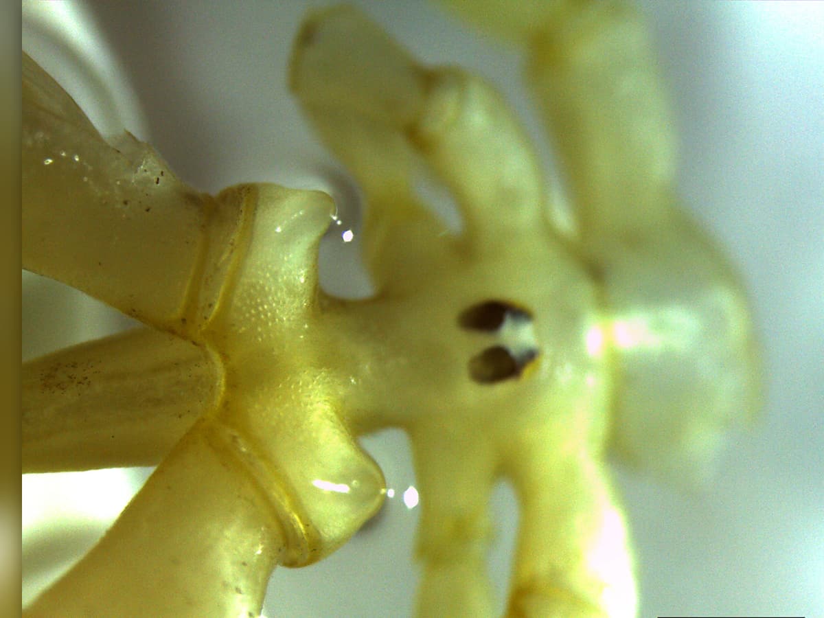 Featured image for Bizarre Sea Spider Species with Giant Claws and Unique Feeding Rod Discovered