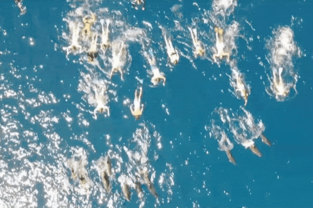 Featured image for 33 swimmers investigated for harassing dolphins off Hawaii coast