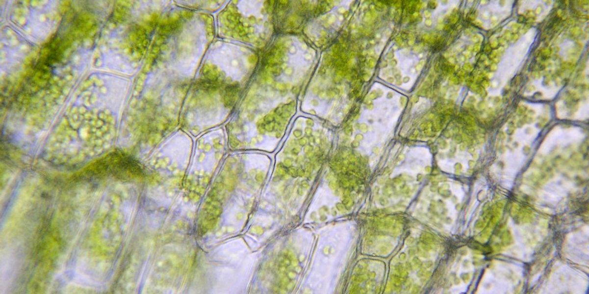 Featured image for "Breakthrough Fossil Discovery Reveals Photosynthesis Origin 1.75 Billion Years Ago"