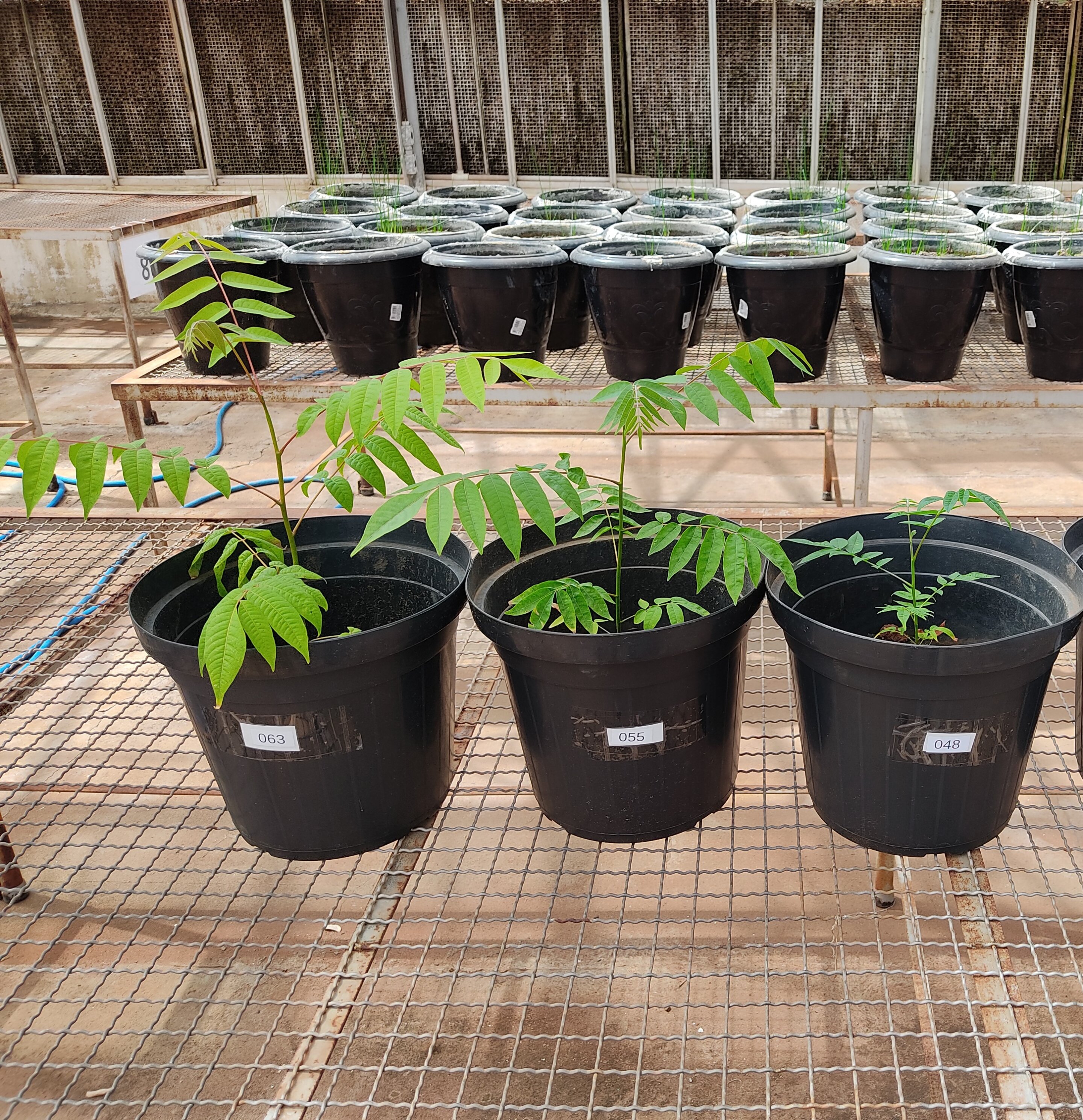 Featured image for Unlocking the Restorative Power of Amazonian 'Dark Earth'