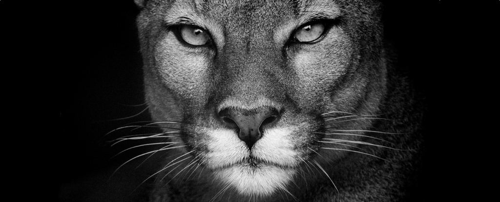 Lockdowns Reveal Thriving Wildlife Without Human Interference.