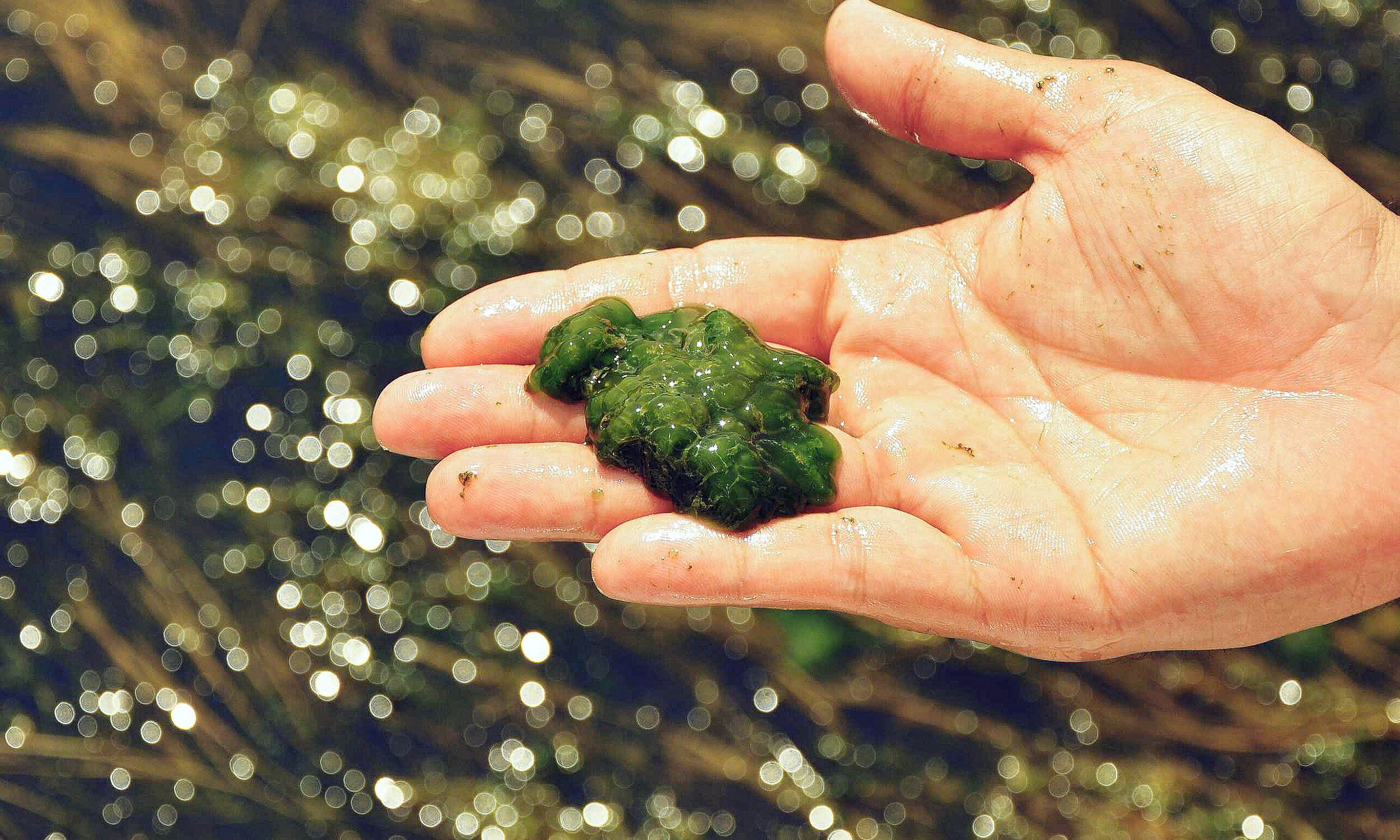 Featured image for Dormant Algae Virus May Transform Gene Editing