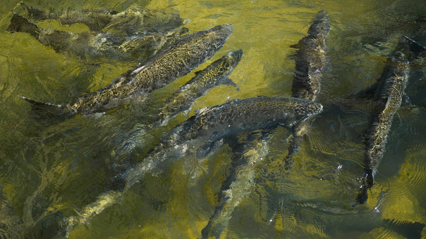West Coast Salmon Fishing Season Canceled Due to Low Stock