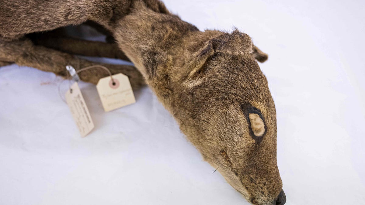 Featured image for "Reviving the Tasmanian Tiger: Recovered RNA offers hope for resurrection"