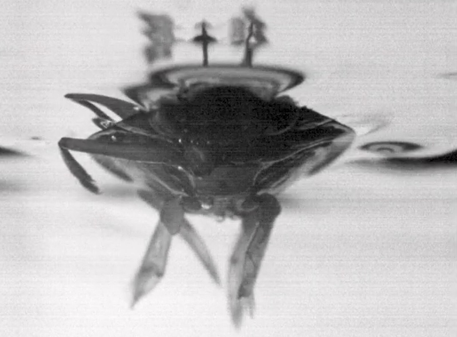 Featured image for "Swimming Insect Speed Inspires Uncrewed Boat Designs"