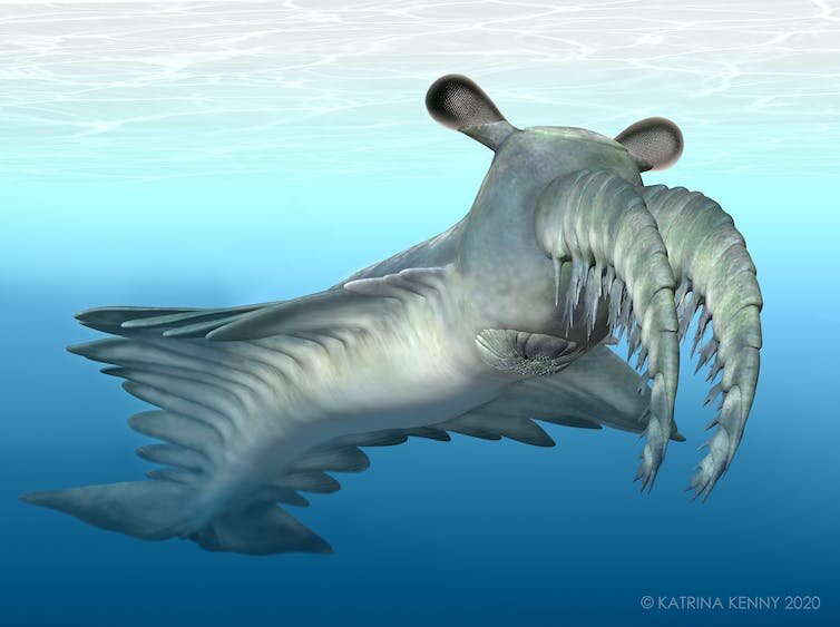 Featured image for "Unveiling the Dietary Preferences of the Cambrian Apex Predator"
