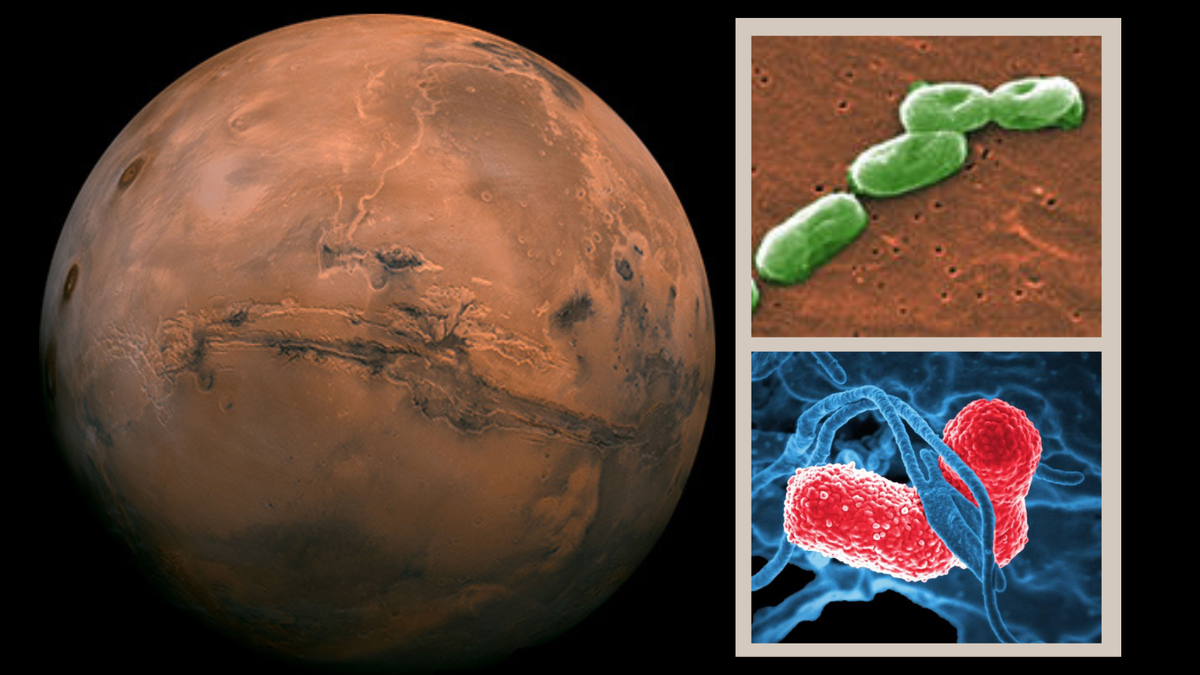 "Microbial Threats to Space Missions: The Challenge of Gut Bacteria in Spacefaring"