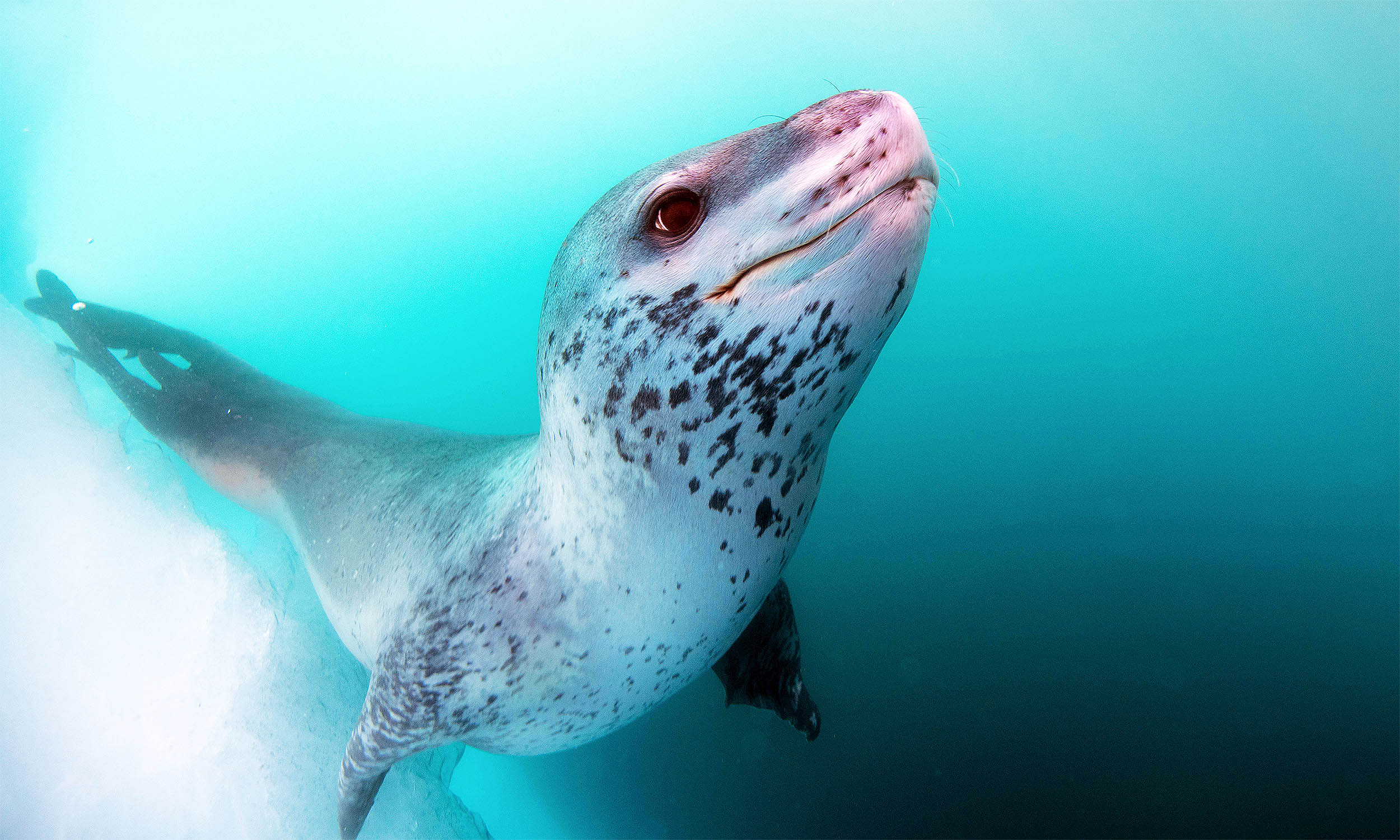Featured image for Leopard Seals' Underwater Songs Resemble Nursery Rhymes